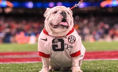Georgia Bulldogs